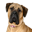 Mastiff