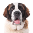Saint Bernard