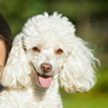 Poodle